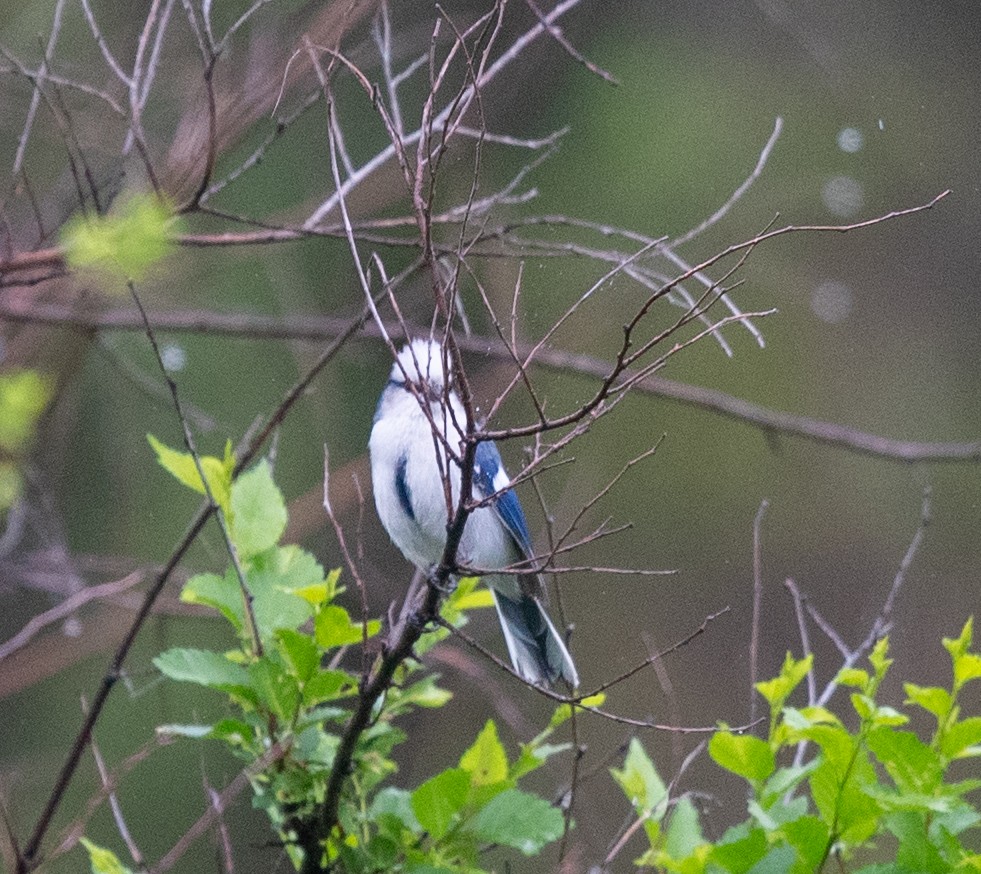 Mésange azurée (groupe cyanus) - ML620283590