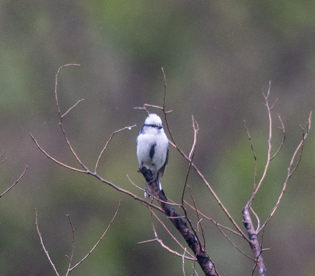 Mésange azurée (groupe cyanus) - ML620283591