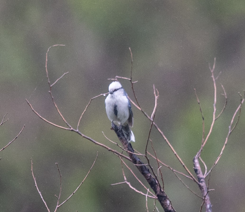 Mésange azurée (groupe cyanus) - ML620283594