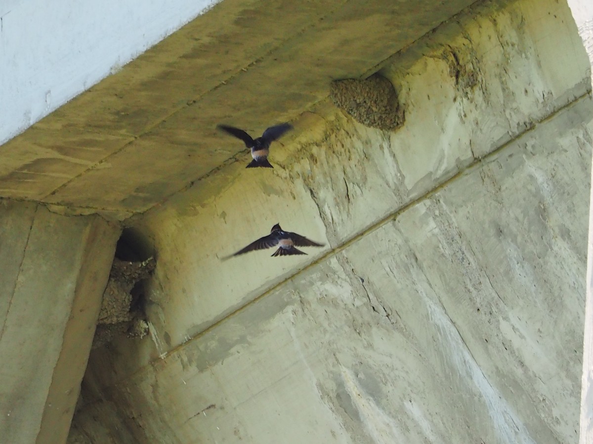 Cliff Swallow - ML620283595