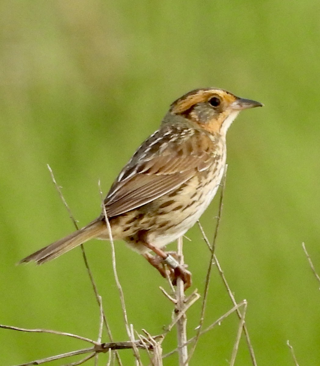 Bruant à queue aiguë - ML620283599