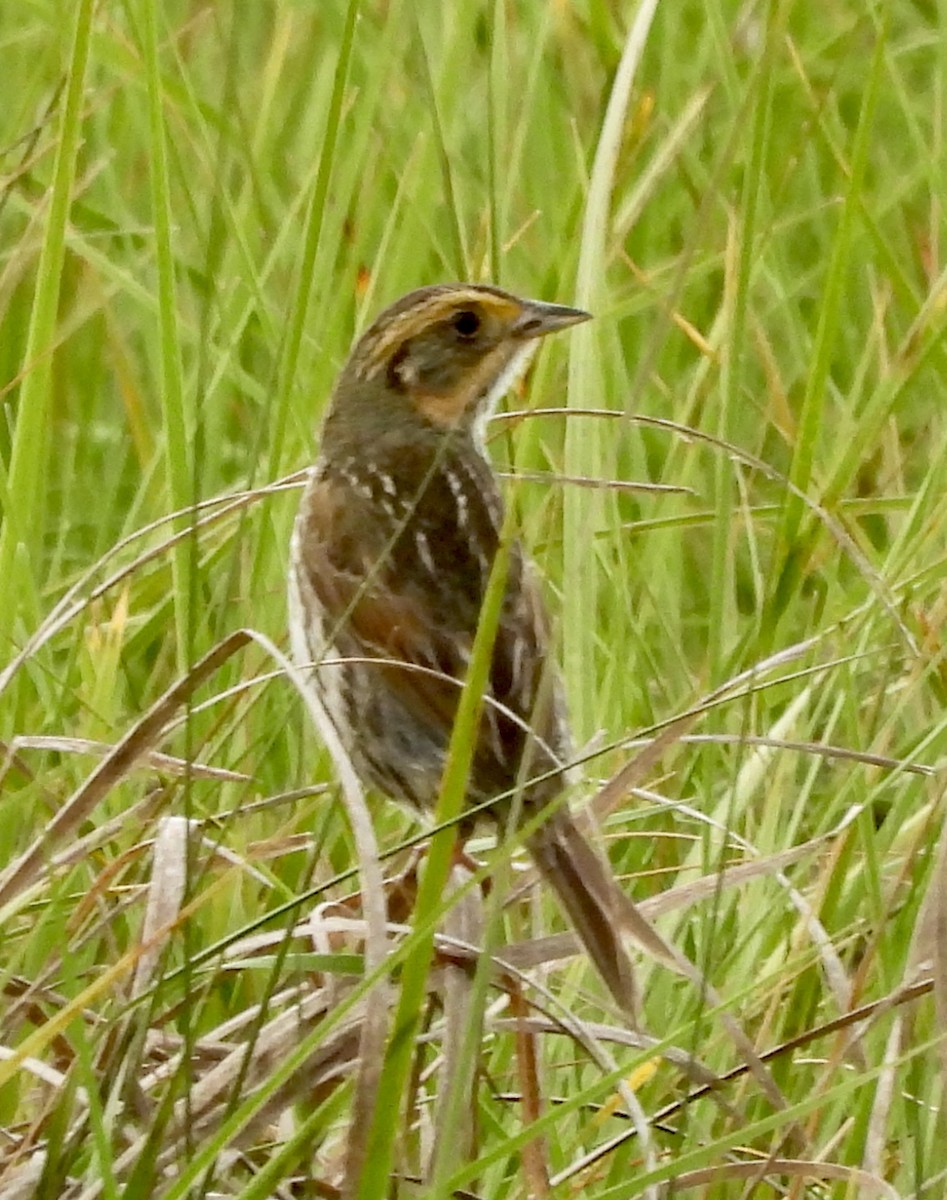 Saltmarsh Sparrow - ML620283600