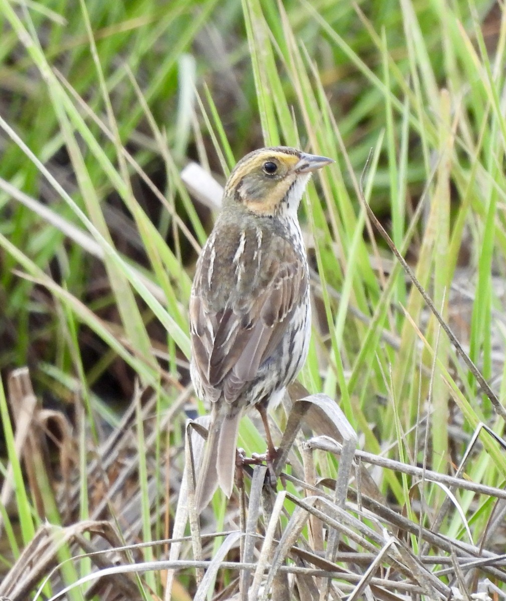Saltmarsh Sparrow - ML620283601