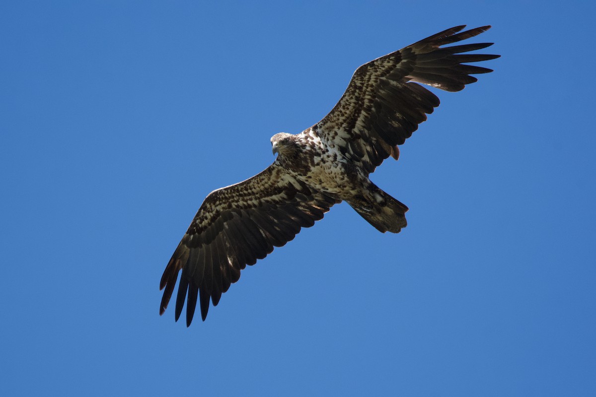 Bald Eagle - ML620283605