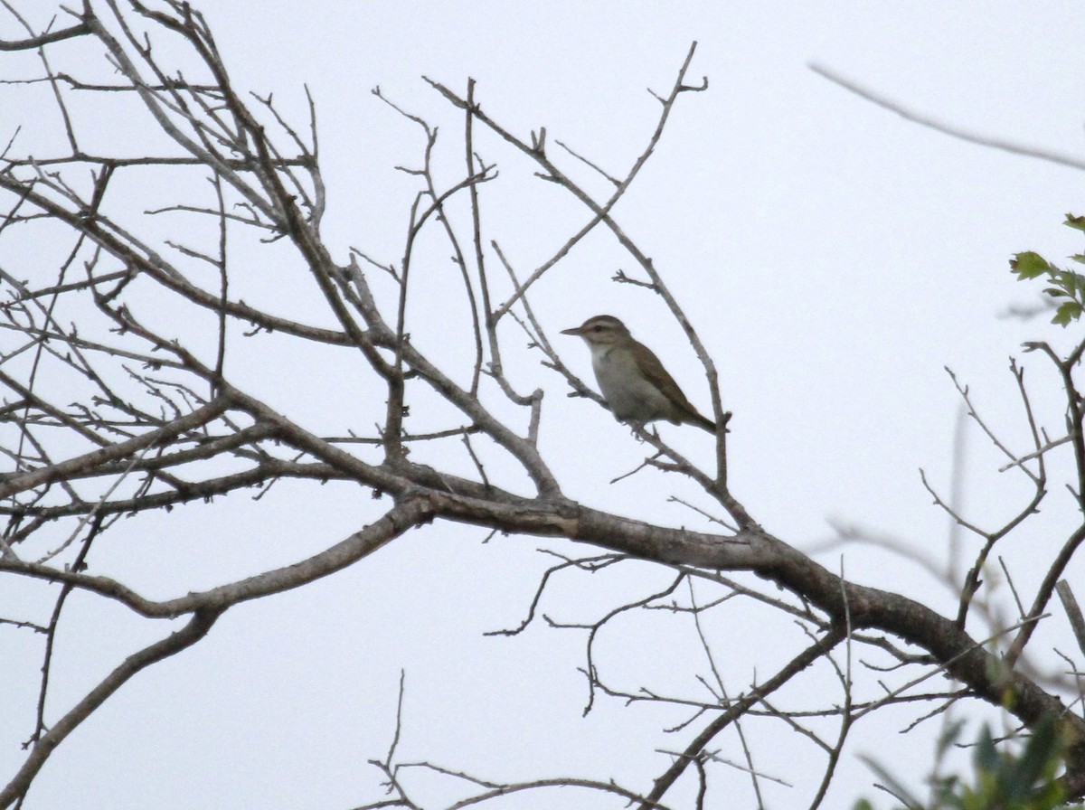 Black-whiskered Vireo - ML620283606