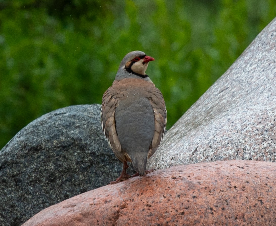 Chukar - ML620283613