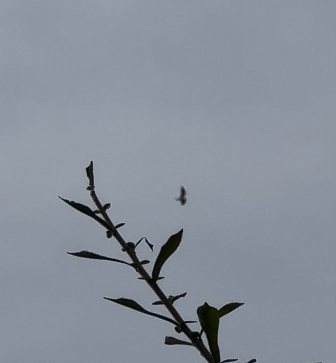 White-tailed Kite - ML620283616