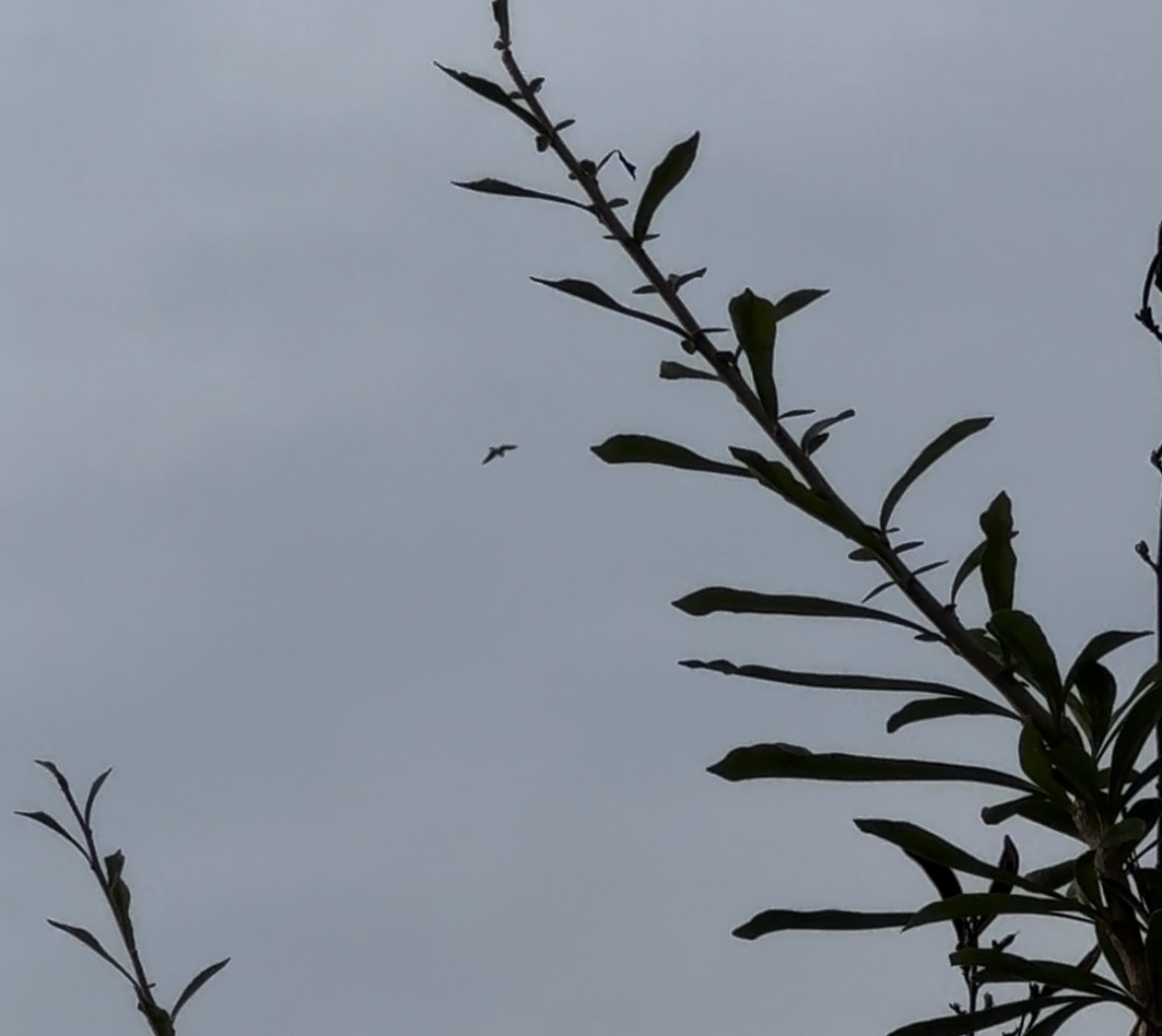 White-tailed Kite - ML620283617