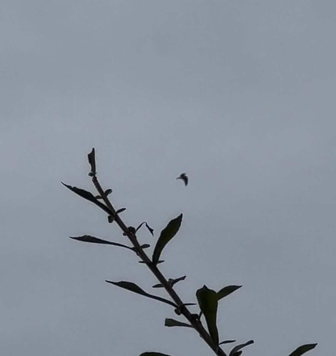 White-tailed Kite - ML620283618