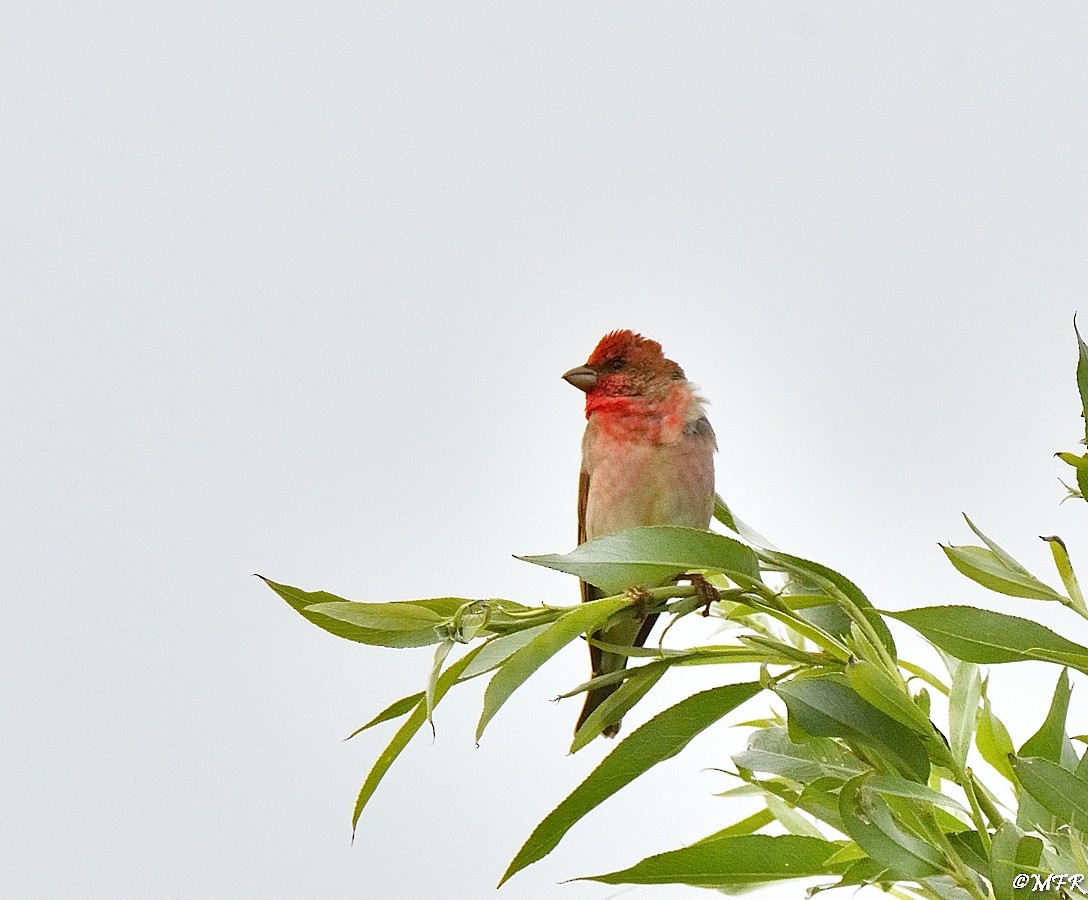 Common Rosefinch - ML620283620