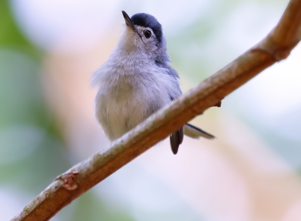 White-browed Gnatcatcher - ML620283622