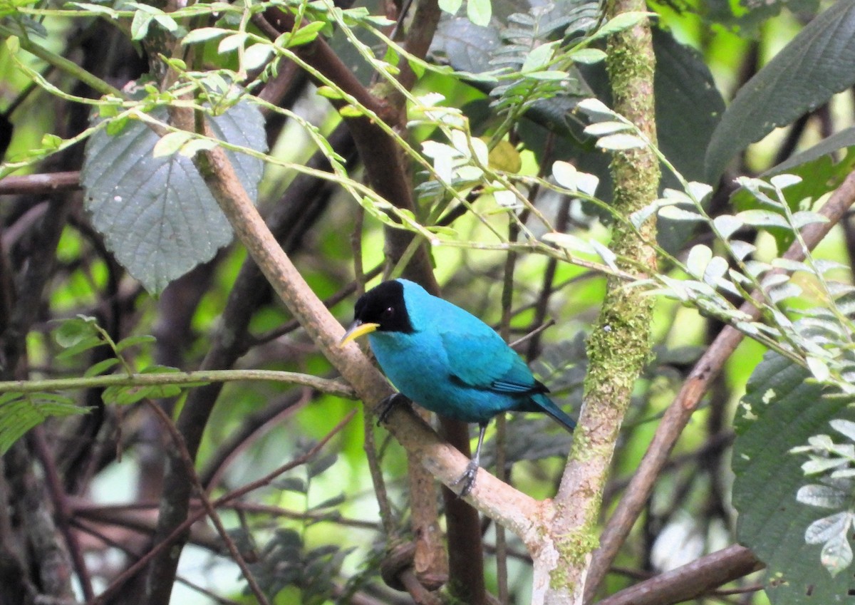 Green Honeycreeper - ML620283630