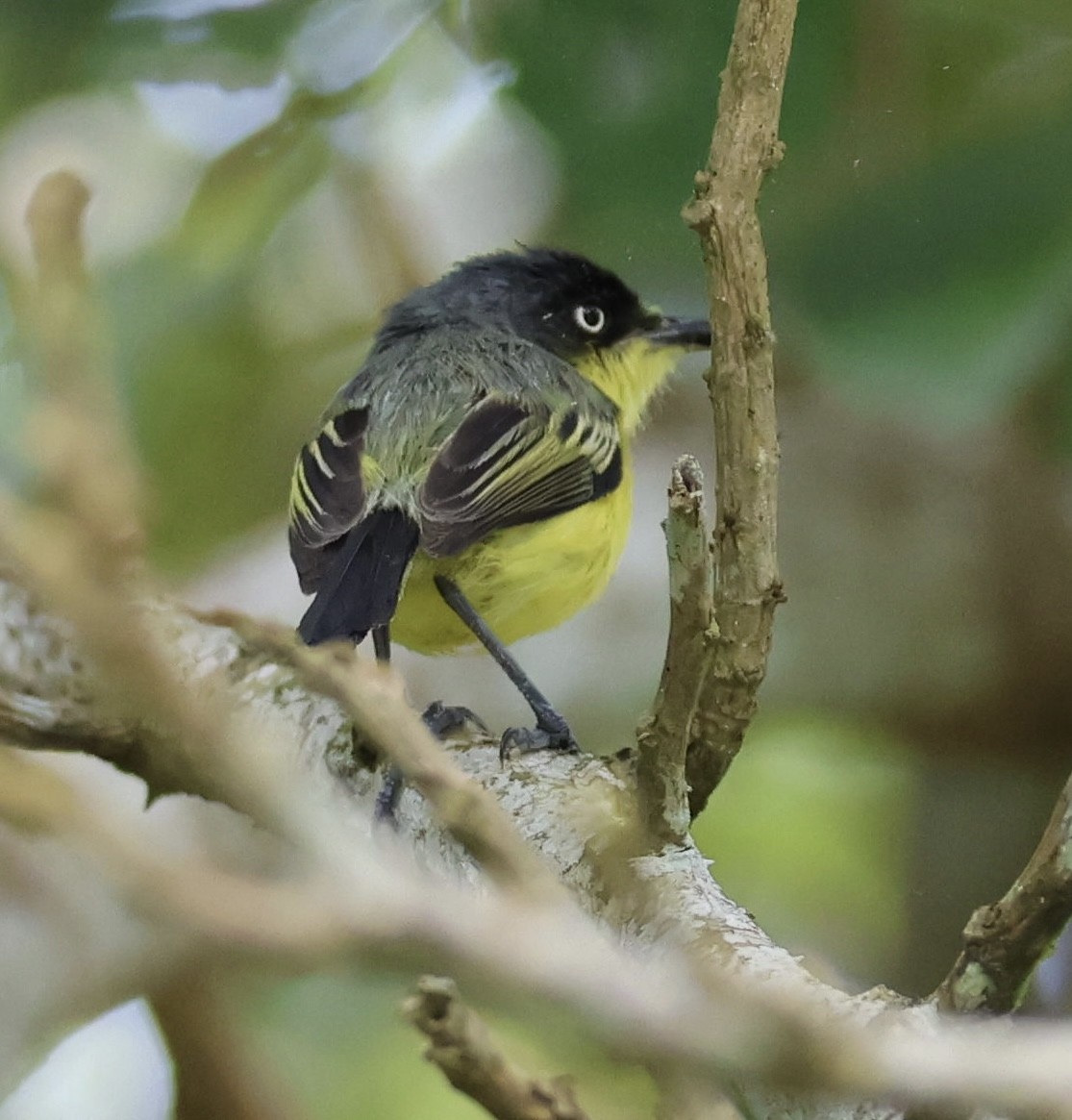 Common Tody-Flycatcher - ML620283640