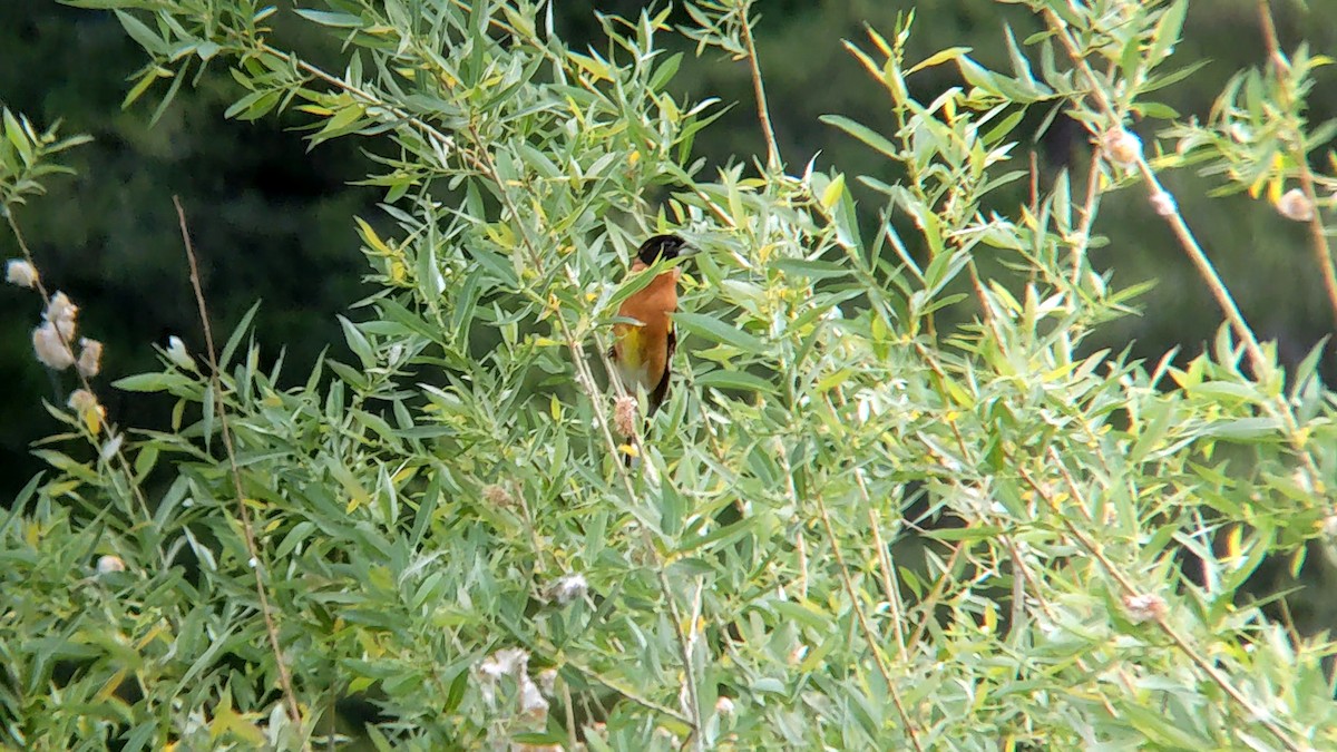 Black-headed Grosbeak - ML620283641