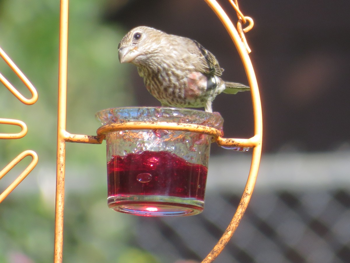 House Finch - ML620283642