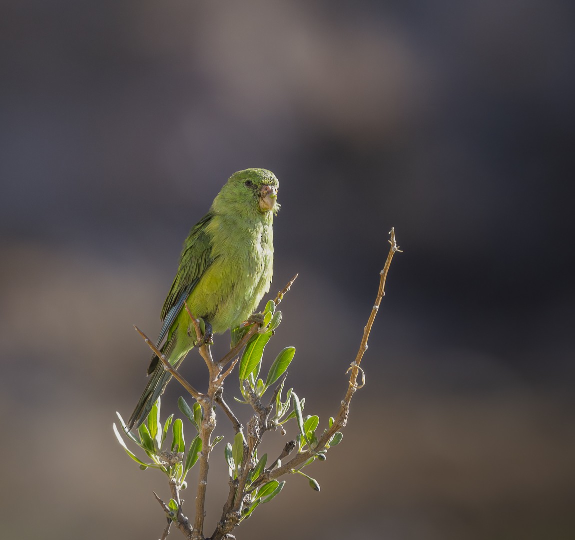 Mountain Parakeet - ML620283645