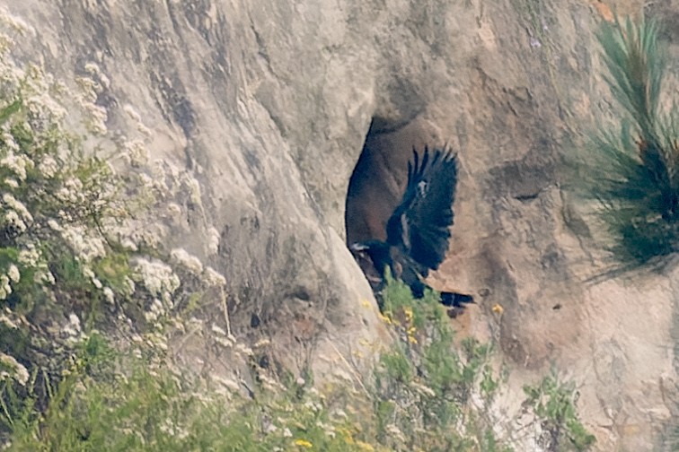 tanımsız Corvus sp. - ML620283652