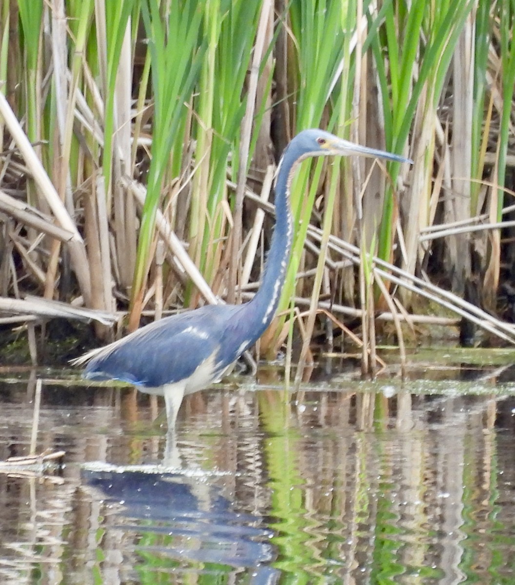 Tricolored Heron - ML620283656