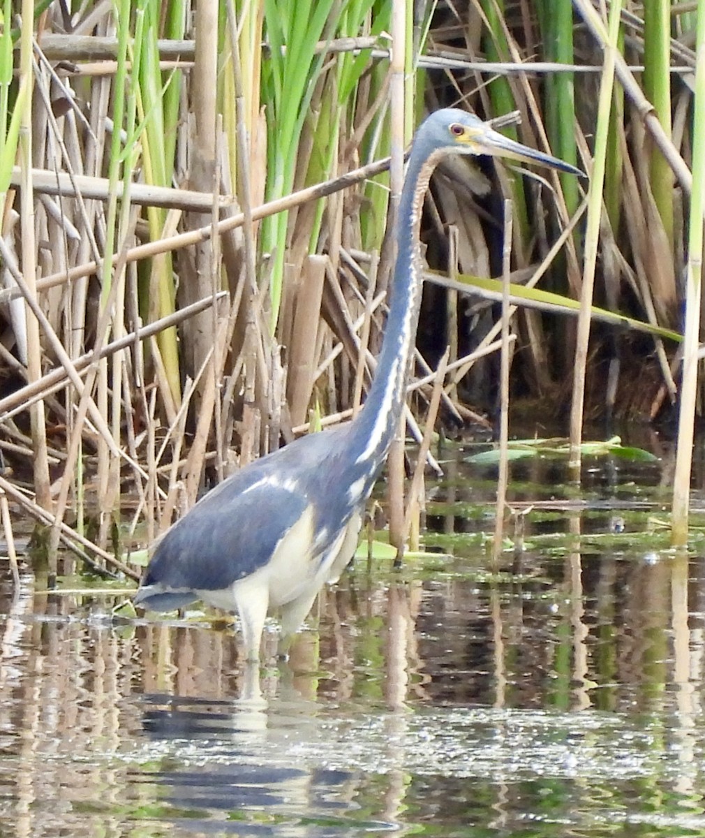 Tricolored Heron - ML620283657