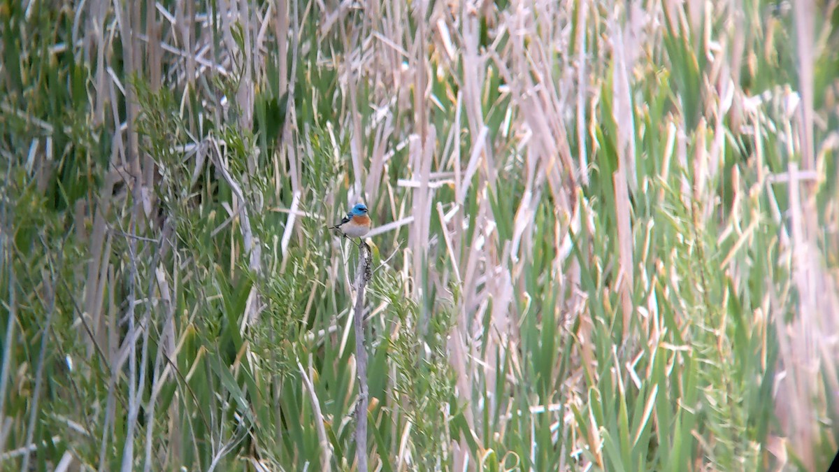 Lazuli Bunting - ML620283658