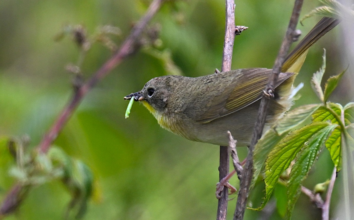 Weidengelbkehlchen - ML620283666