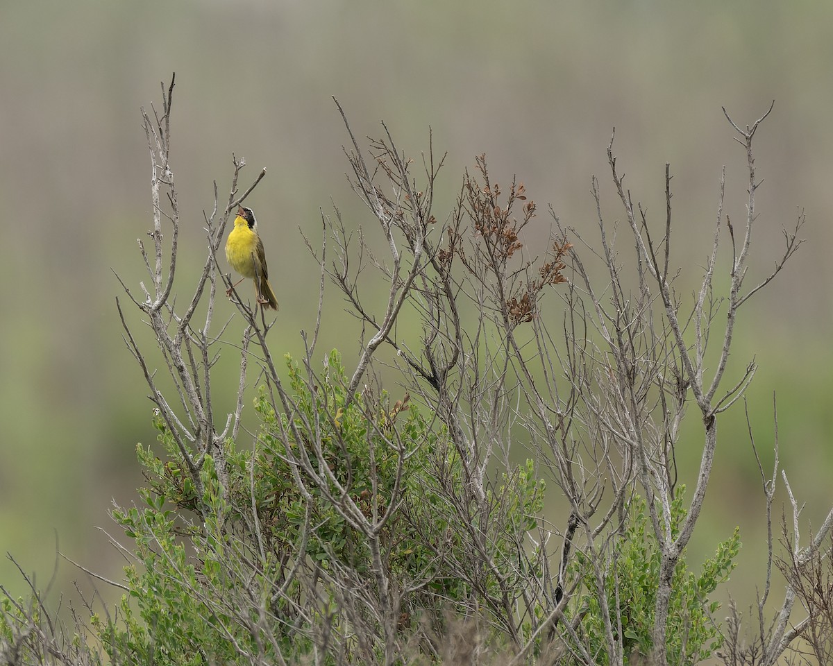 Common Yellowthroat - ML620283669