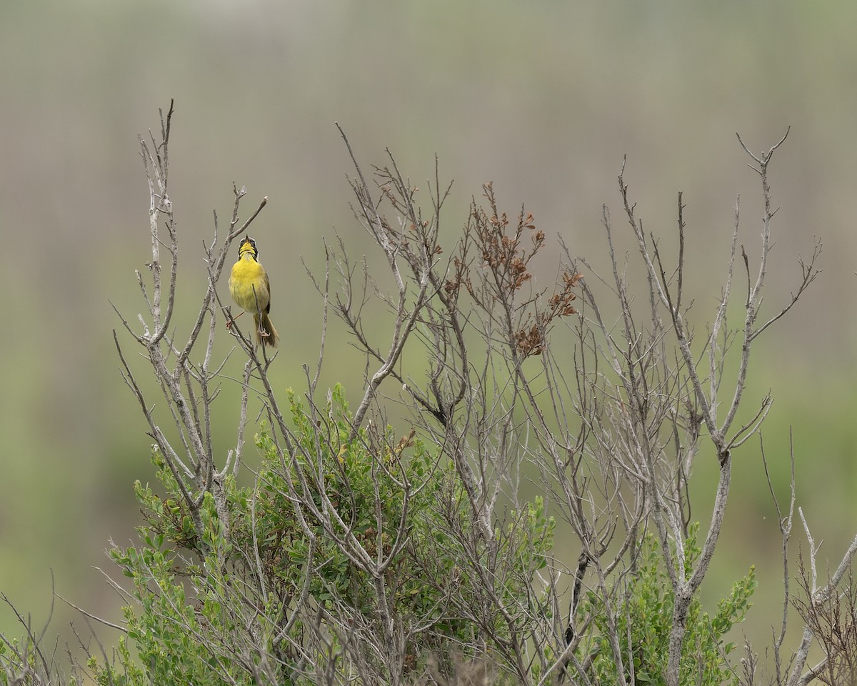 Common Yellowthroat - ML620283670