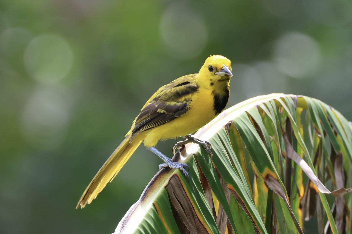 Yellow-tailed Oriole - ML620283672