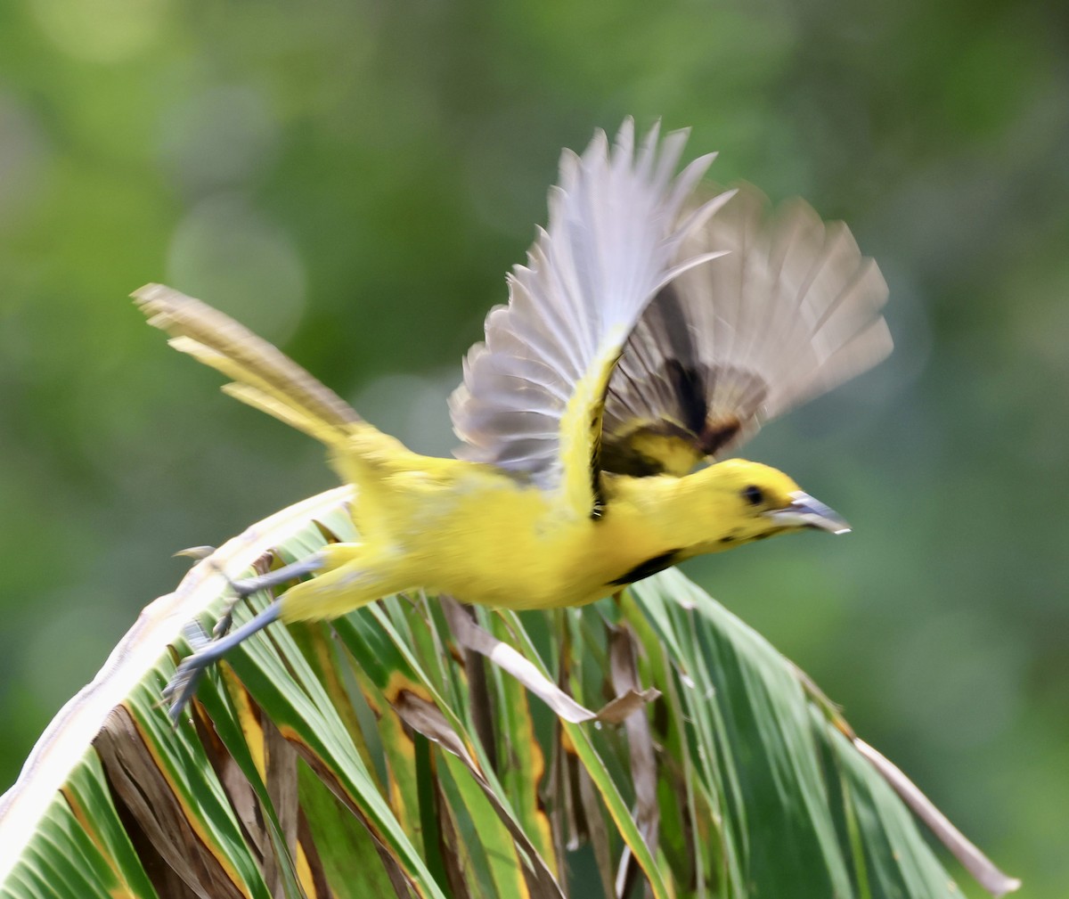 Yellow-tailed Oriole - ML620283673