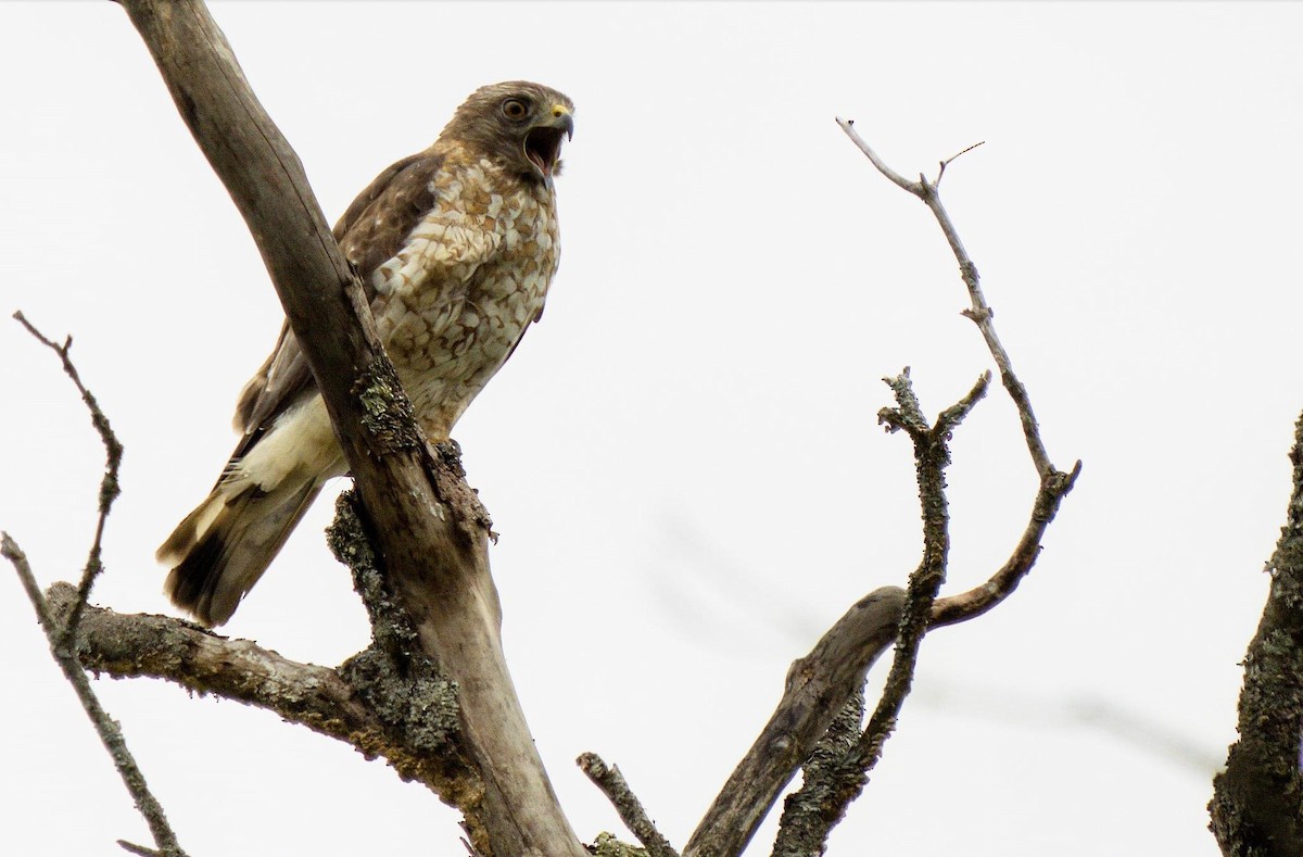 Broad-winged Hawk - ML620283679