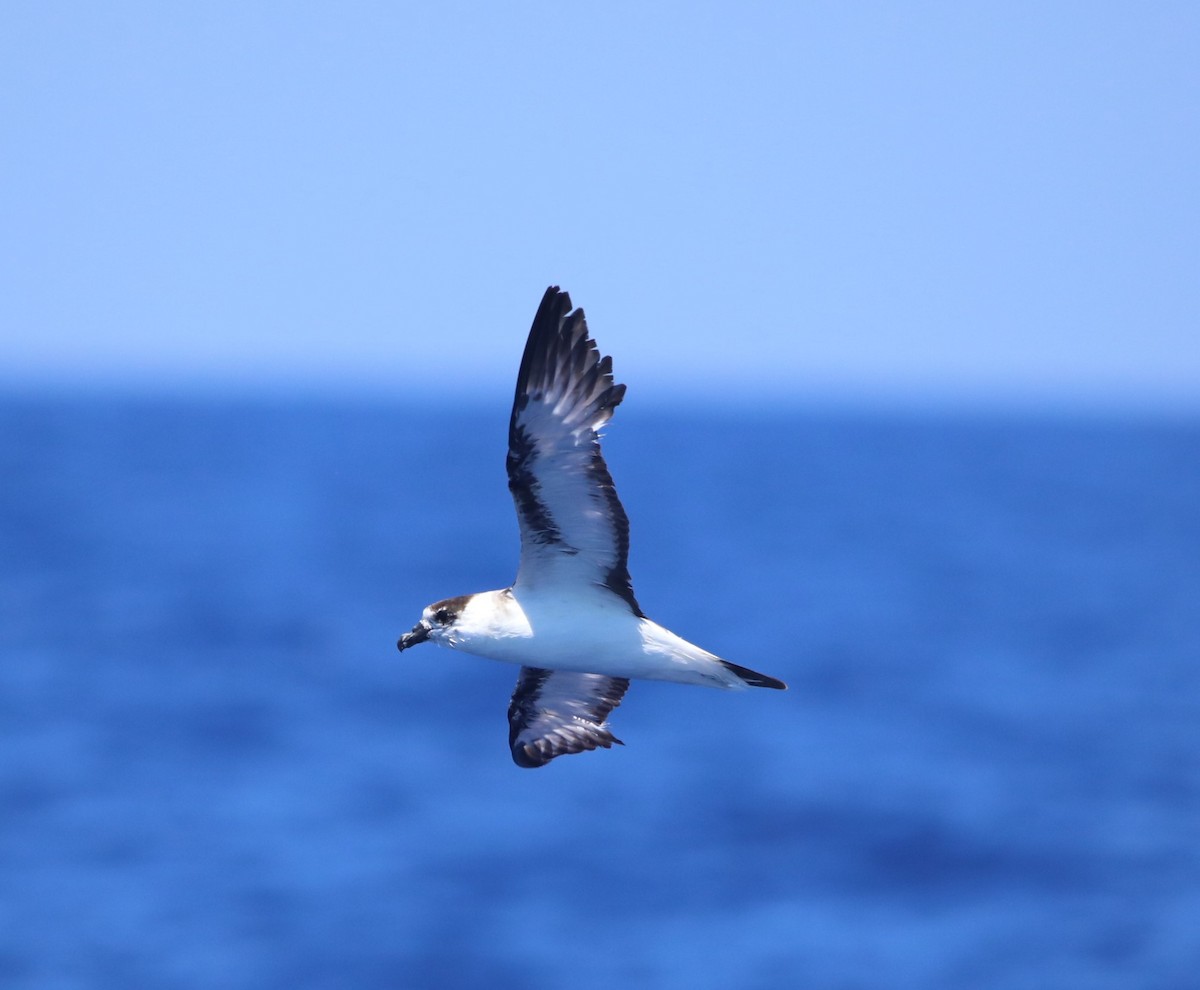 Black-capped Petrel - ML620283680