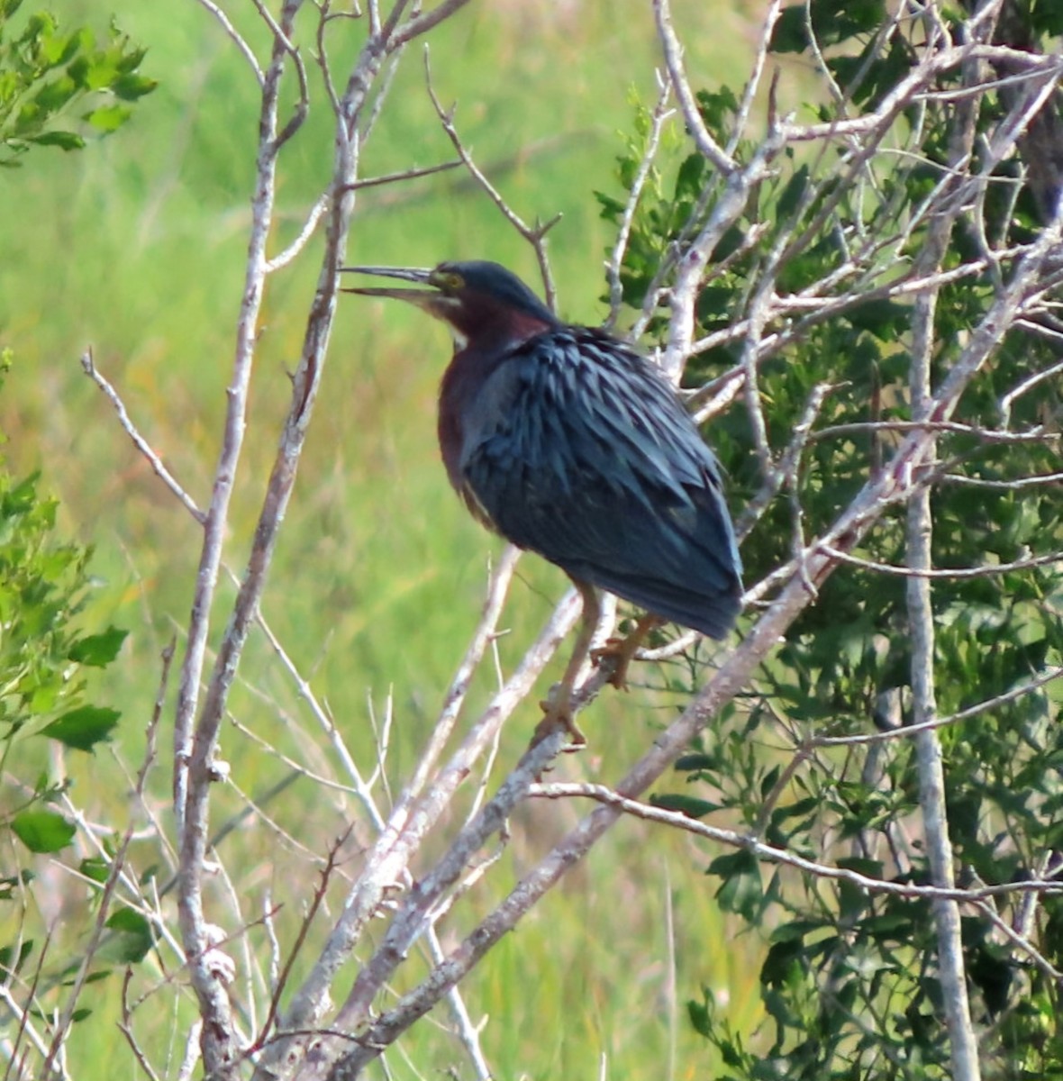 Green Heron - ML620283684