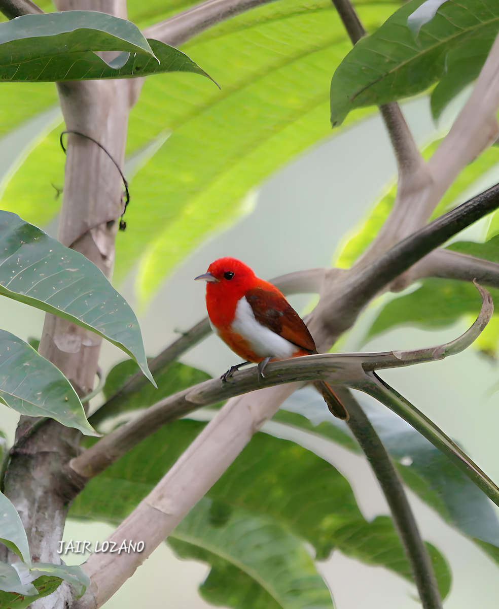 Scarlet-and-white Tanager - ML620283686