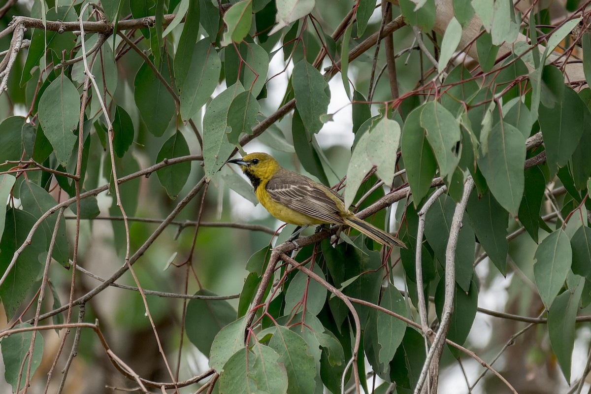 Oriole masqué - ML620283689