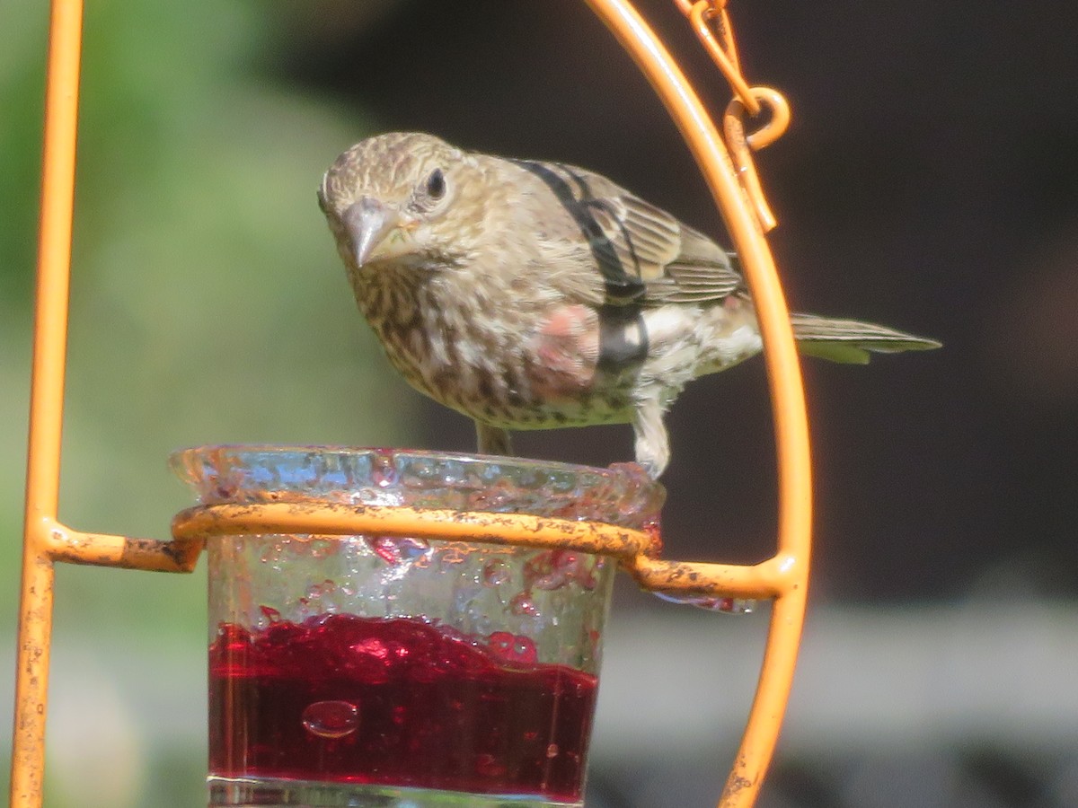 House Finch - ML620283695