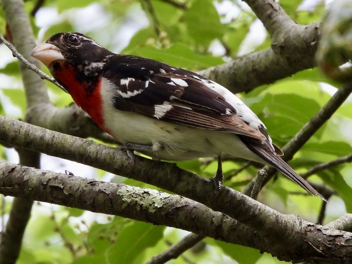 Rose-breasted Grosbeak - ML620283697