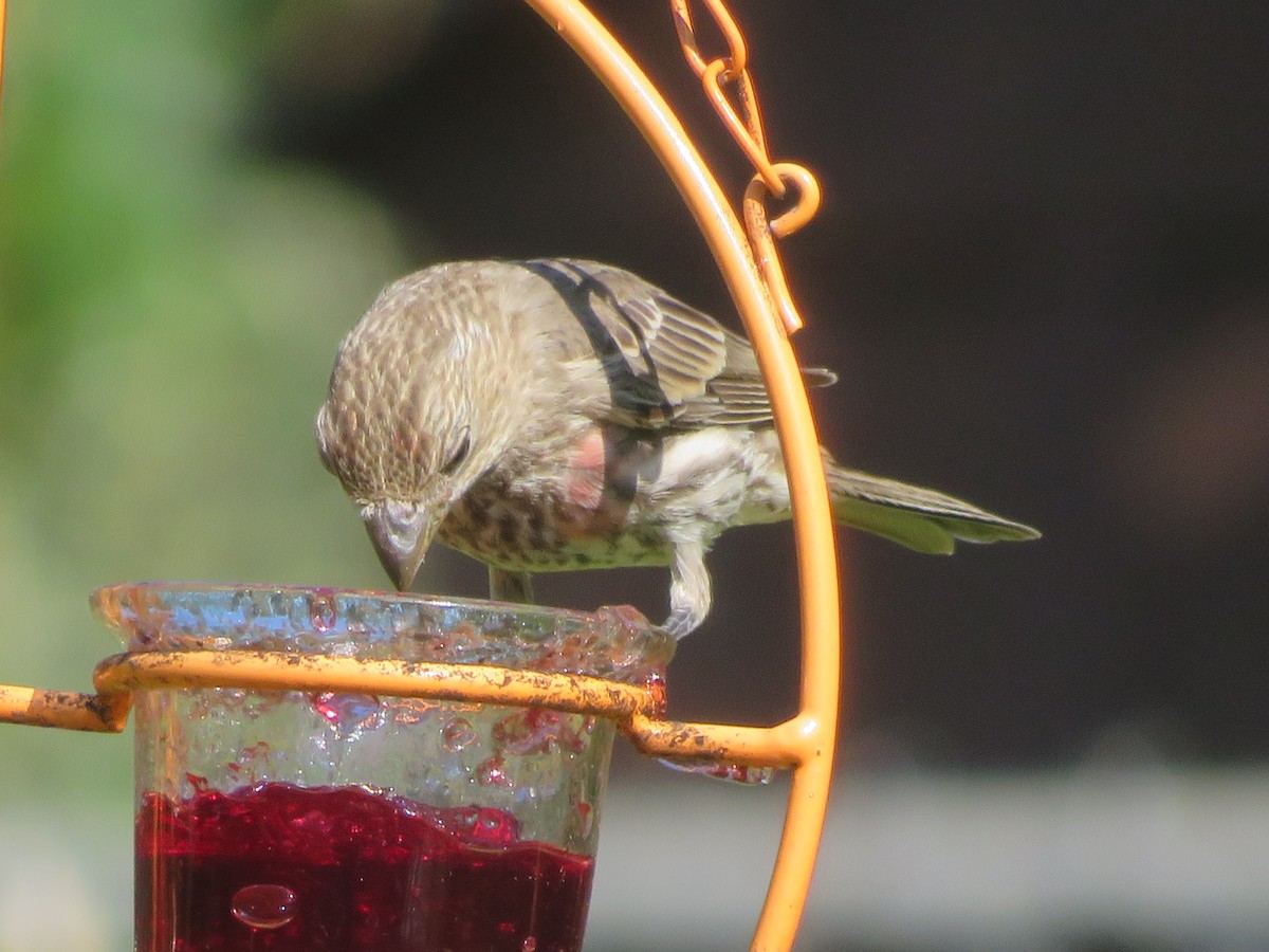 House Finch - ML620283700