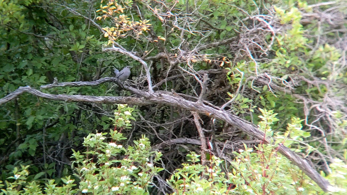 Gray Catbird - ML620283702