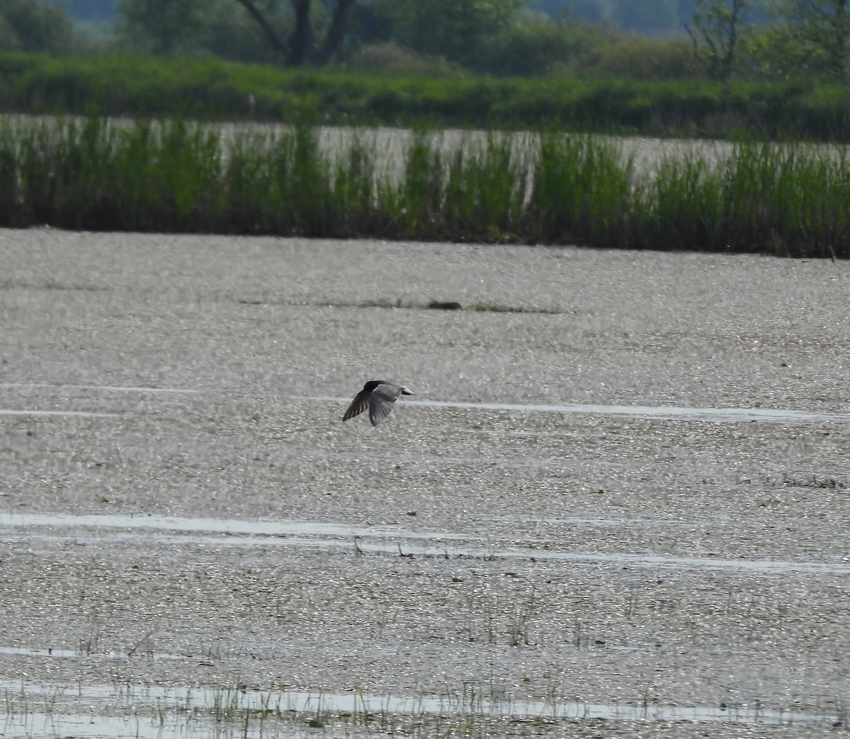 Black Tern - ML620283705