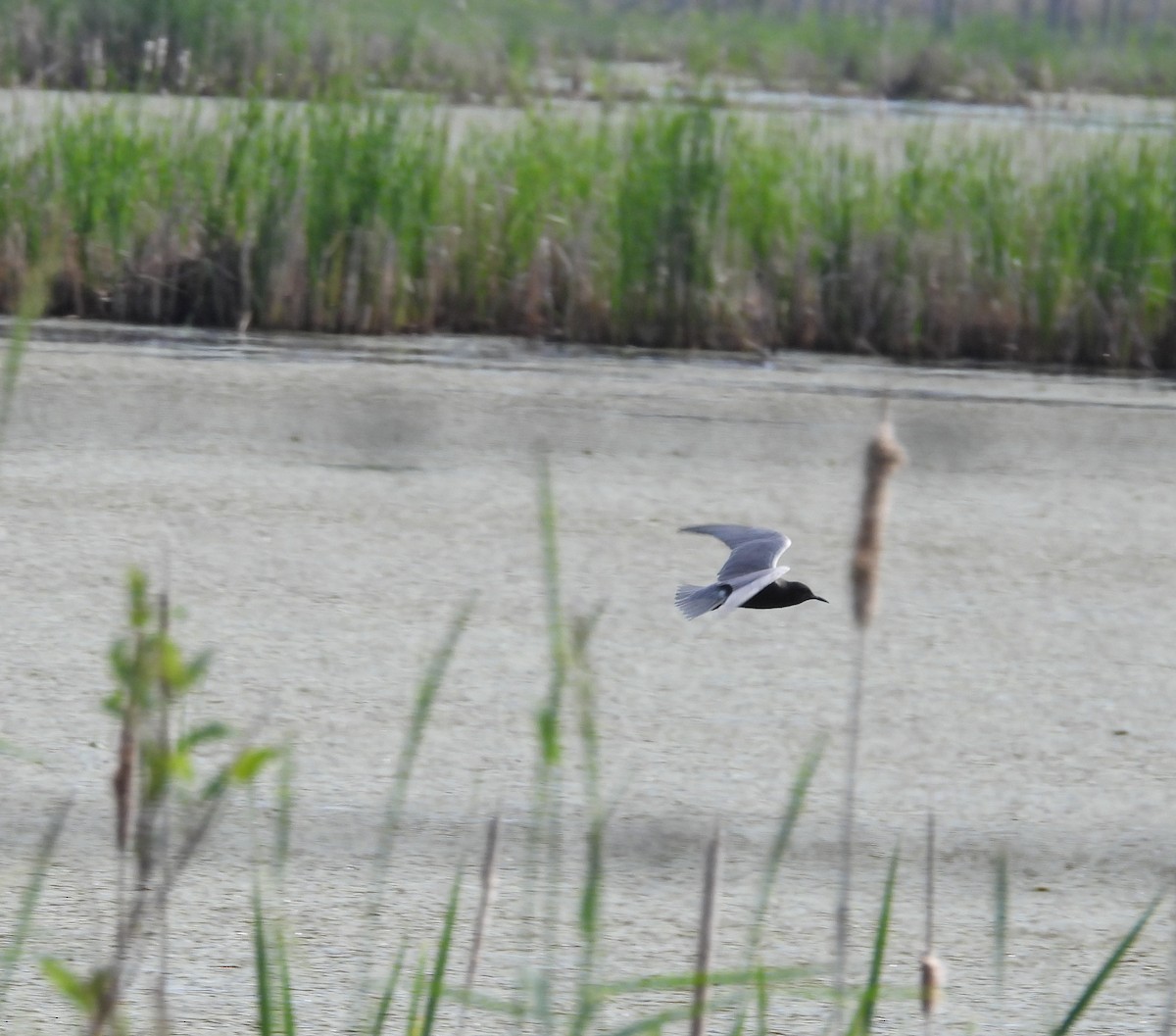 Black Tern - ML620283706