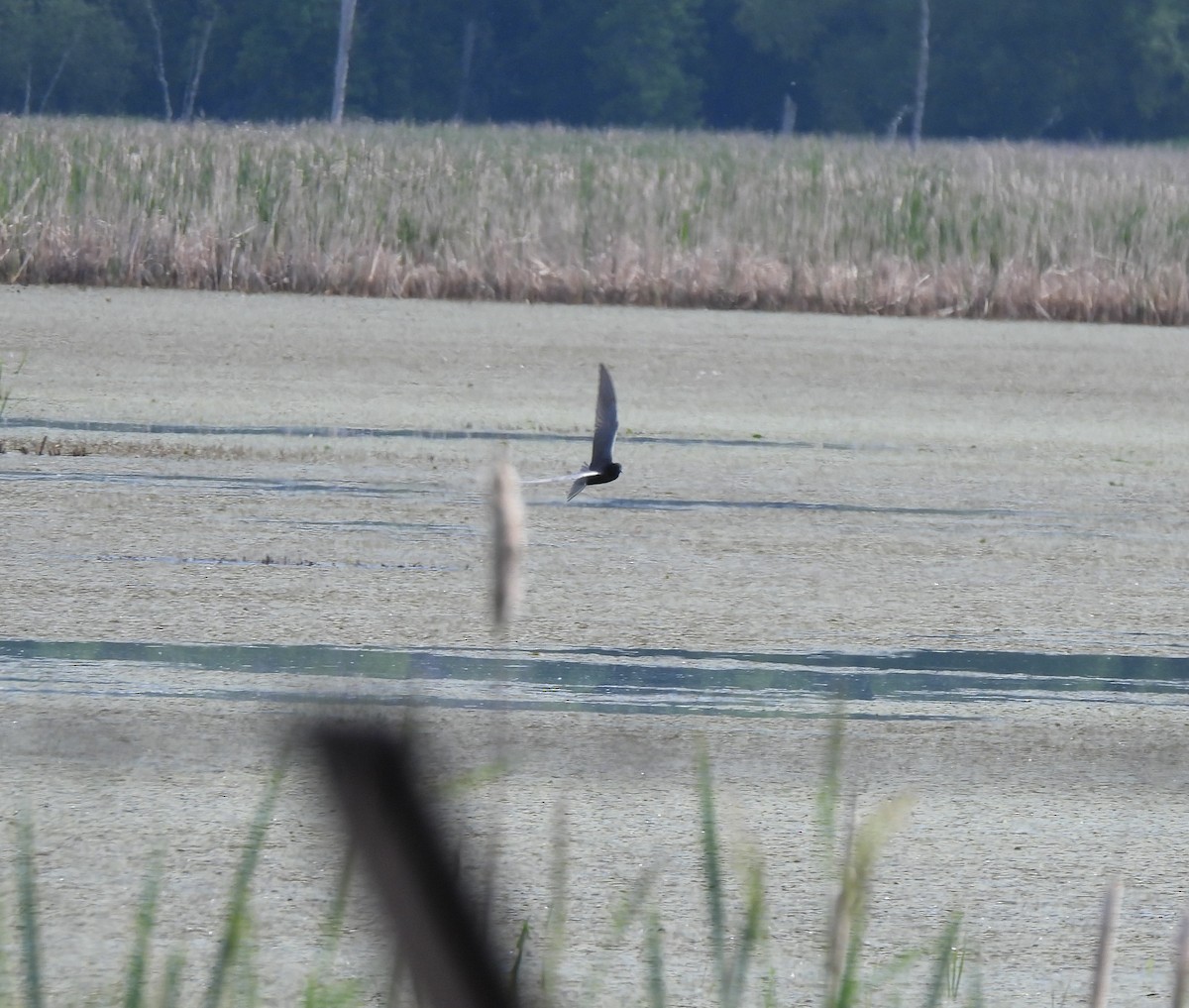 Black Tern - ML620283708