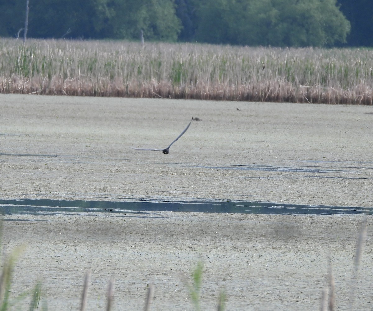 Black Tern - ML620283712