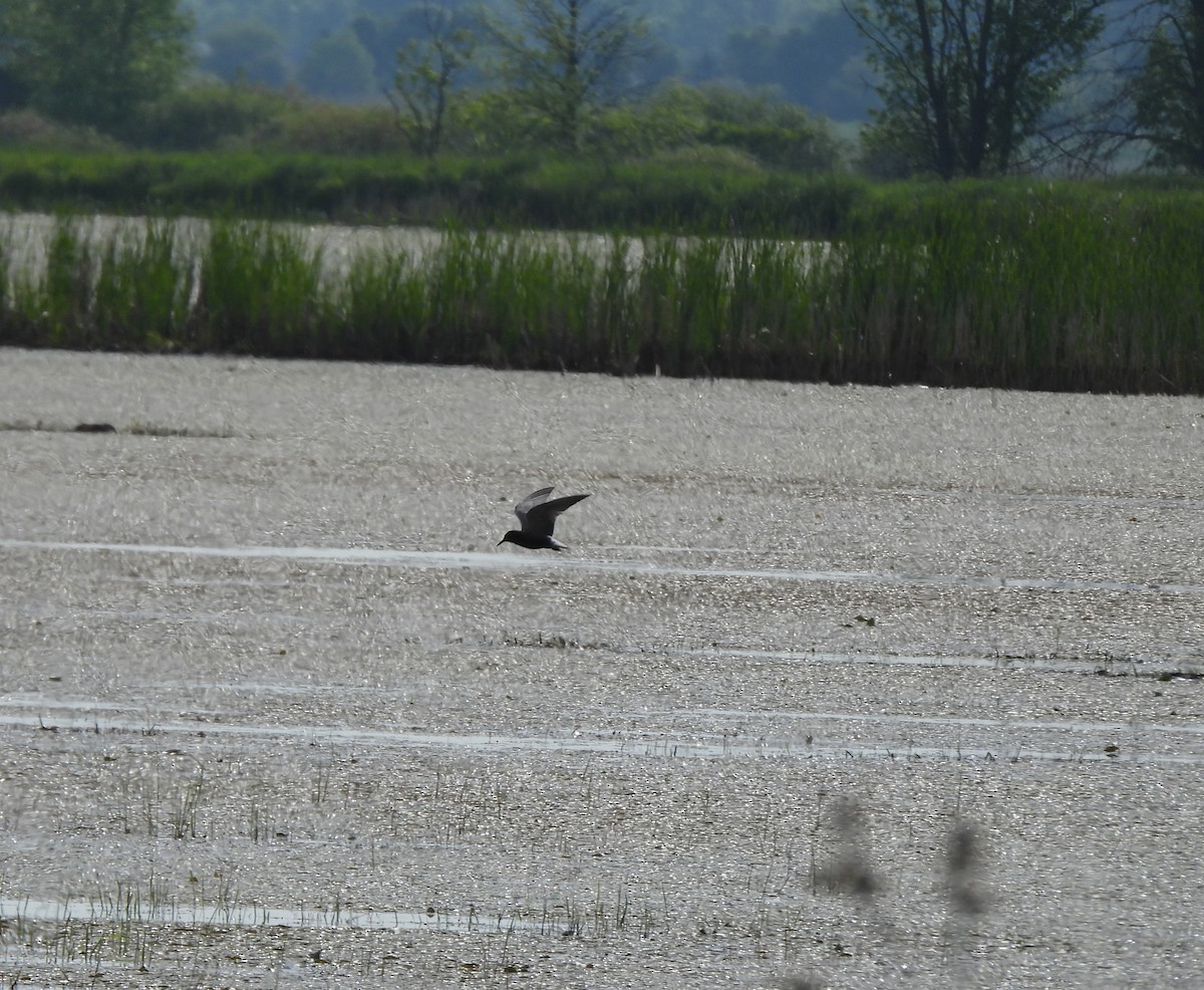 Black Tern - ML620283716