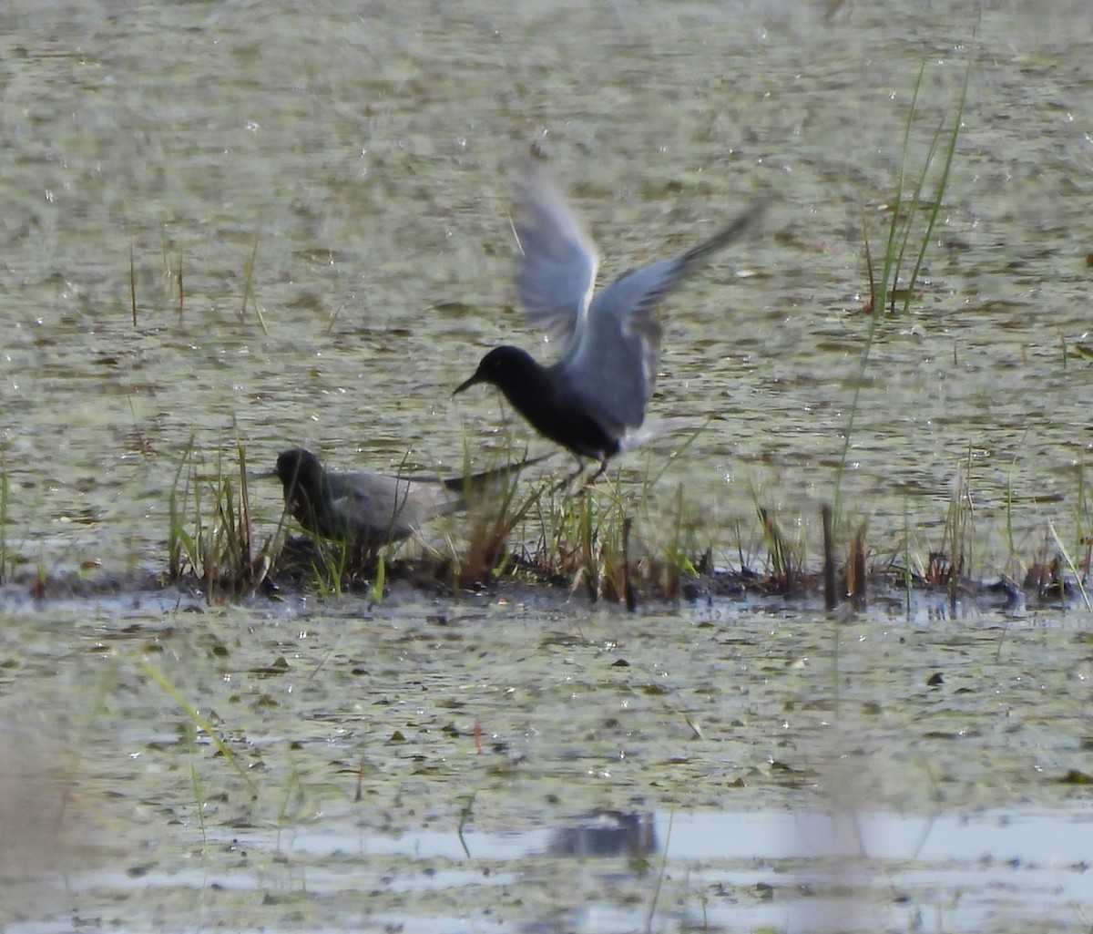 Black Tern - ML620283717