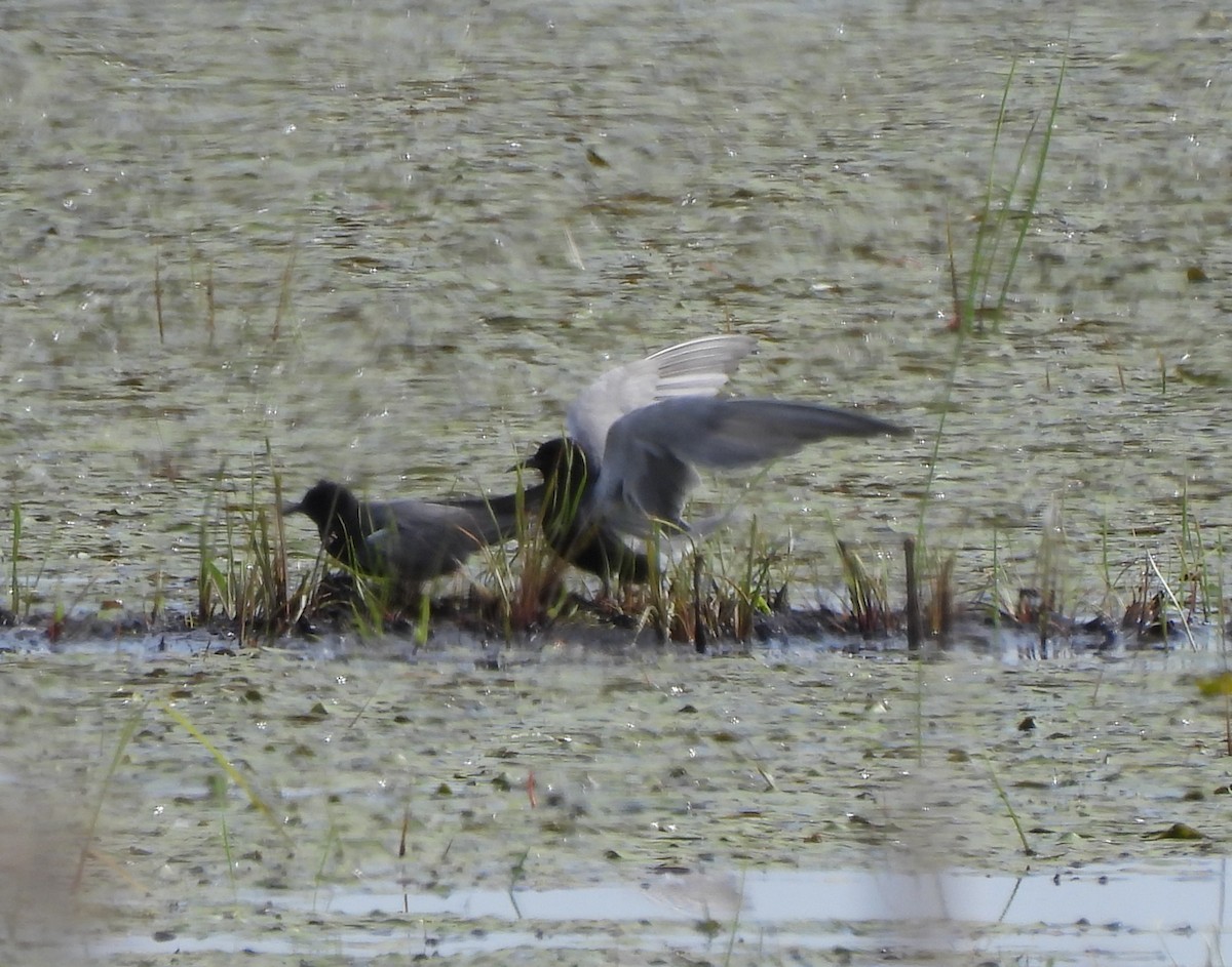 Black Tern - ML620283721