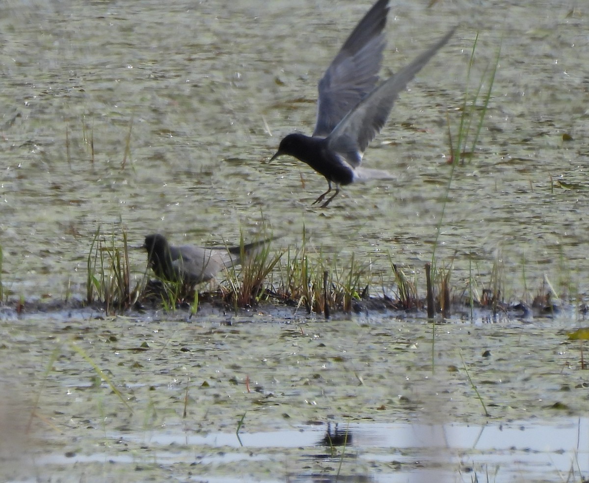 Black Tern - ML620283722