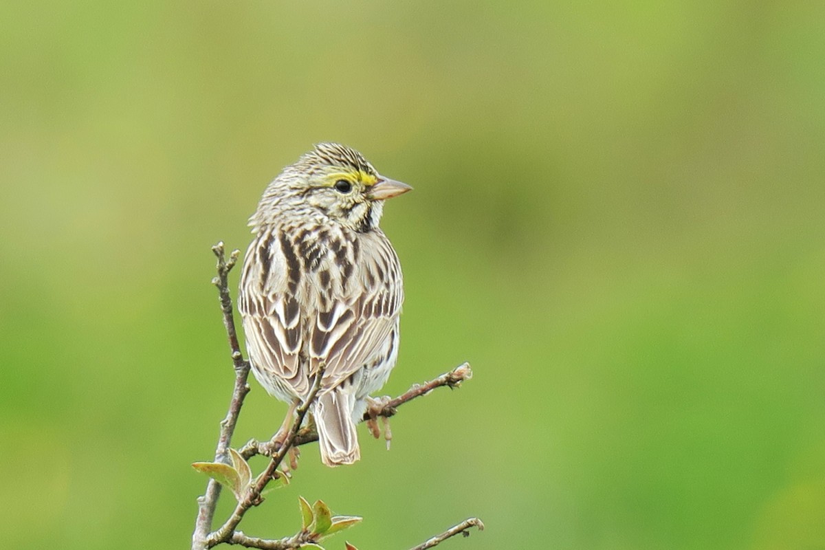 Savannah Sparrow - ML620283724