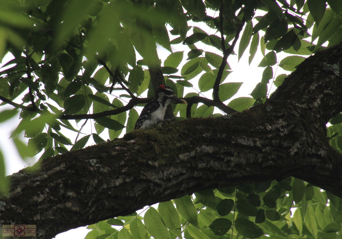 Hairy Woodpecker - ML620283726