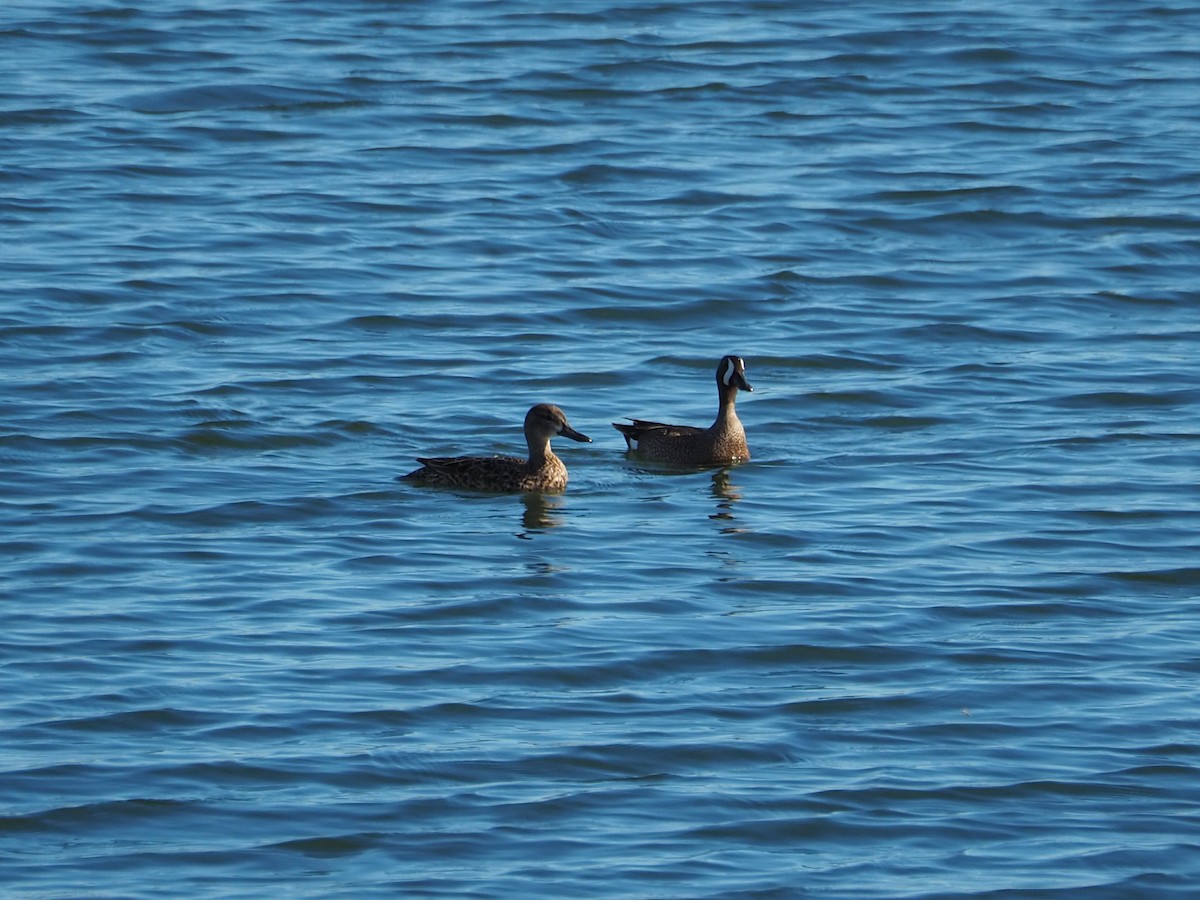 Blue-winged Teal - ML620283727