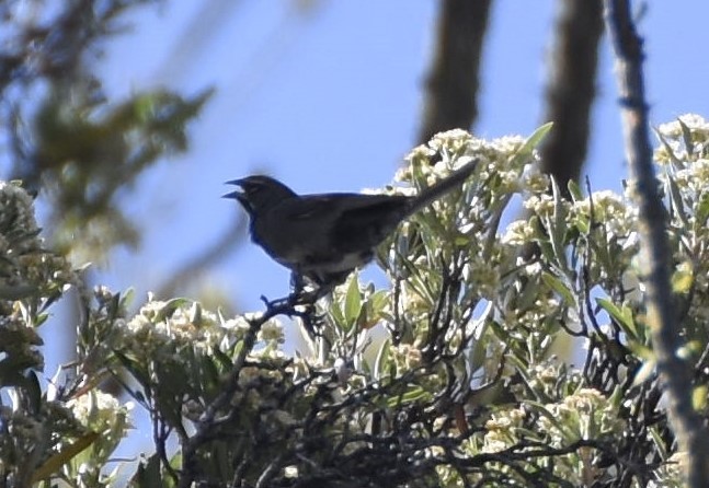 Five-striped Sparrow - ML620283729